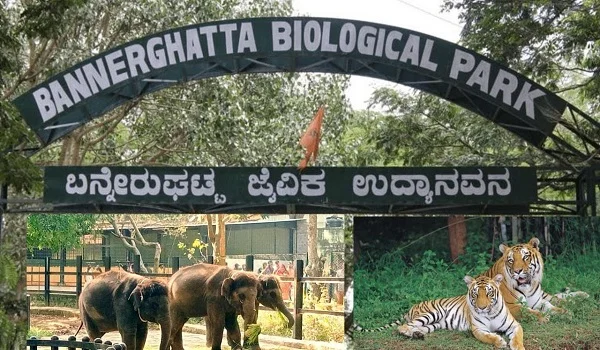 Featured Image of Bannerghatta Zoo